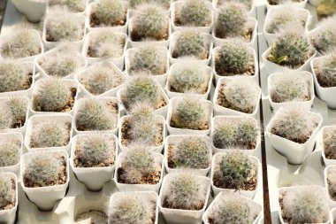 Güzel küçük tencerede kaktüs