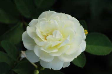 Güzel güller bahçede çiçek açan