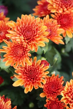 Kasımpatı çiçeği bahçede güzeldir