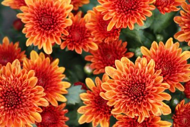 Kasımpatı çiçeği bahçede güzeldir