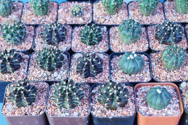 Hermoso Pequeño Cactus Olla — Foto de Stock