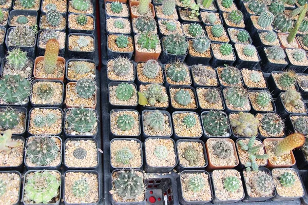 Hermoso Pequeño Cactus Olla —  Fotos de Stock