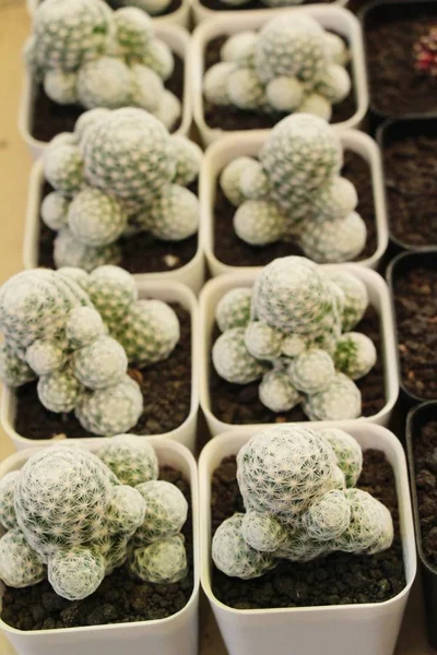 Belle Petite Cactus Dans Pot — Photo