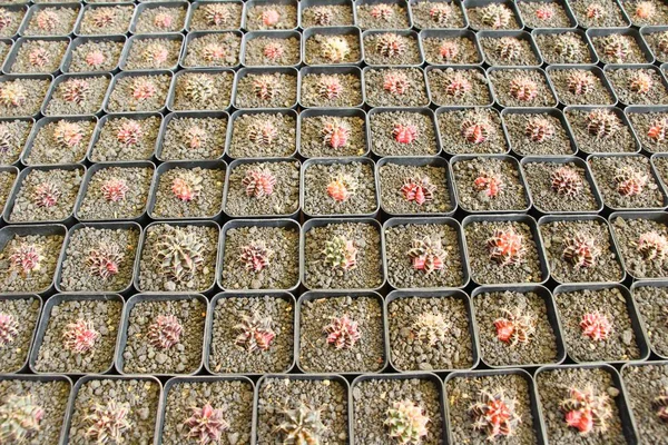 Hermoso Pequeño Cactus Olla — Foto de Stock