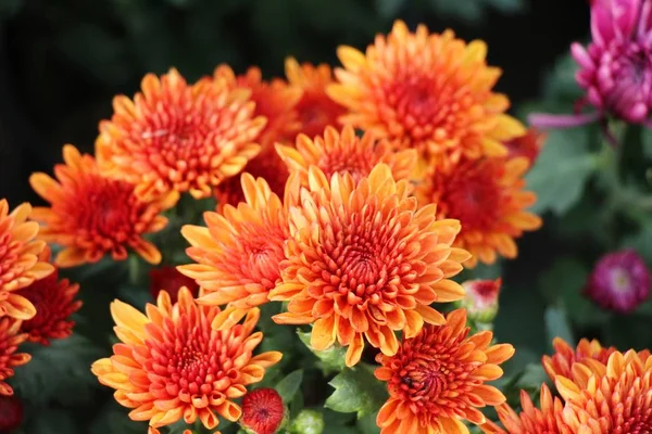 Chrysanthemen Blühen Schön Garten — Stockfoto