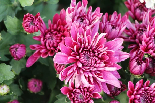 Chrysanthèmes Fleur Est Belle Dans Jardin — Photo