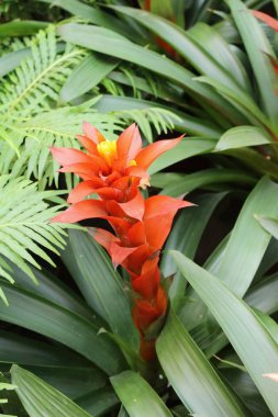 Bromeliad Çiçek bahçesinde bulunan doğa