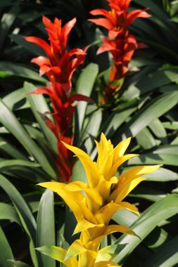 Bromeliad Çiçek bahçesinde bulunan doğa