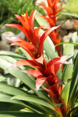 Bromeliad Çiçek bahçesinde bulunan doğa