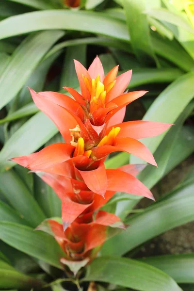 Bromeliade Fiore Giardino Con Natura — Foto Stock