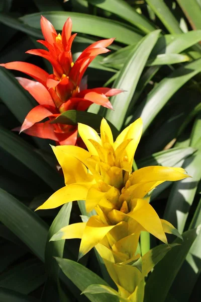 Bromélia Flor Jardim Com Natureza — Fotografia de Stock