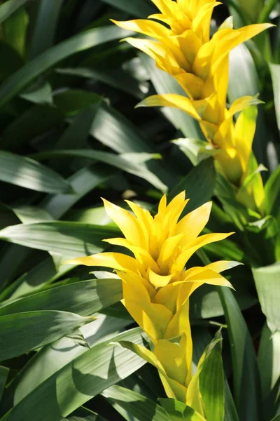 Bromélia Flor Jardim Com Natureza — Fotografia de Stock