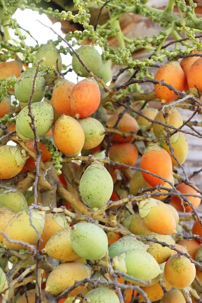 Betel Palma Albero Con Natura — Foto Stock