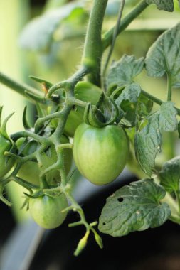 Bahçede ağaçta taze domates