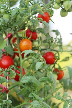 Bahçede ağaçta taze domates