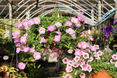 Bahçede güzel renkli çiçek