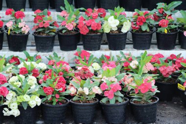 Atatürk milli doğada dikenli taç