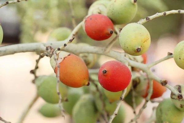 Betel Palma Albero Con Natura — Foto Stock