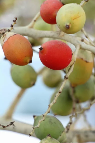 Betel Palma Albero Con Natura — Foto Stock