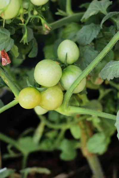 Fresh Tomatoes Tree Garden — Stock Photo, Image