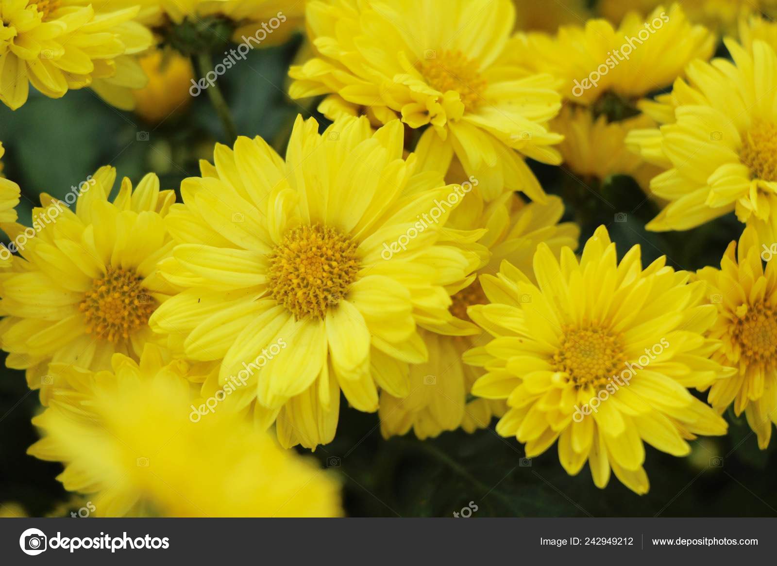 Chrysanthemum Morifolium Beautiful Garden Stock Photo C Seagamess 242949212
