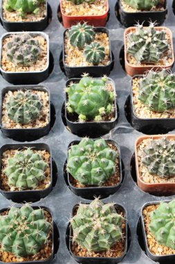 Güzel küçük tencerede kaktüs