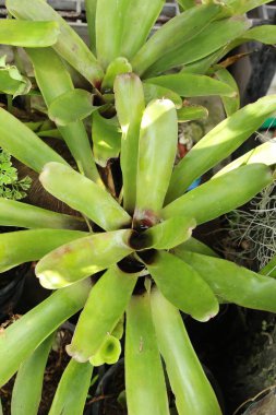 Bromeliad Çiçek bahçesinde bulunan doğa
