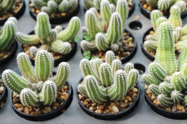 Güzel küçük tencerede kaktüs