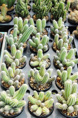 Güzel küçük tencerede kaktüs