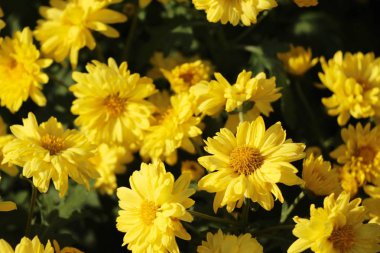 Krizantem morifolium bahçede güzeldir