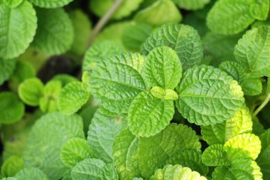 Biber nane yaprakları doğa ile bahçesinde