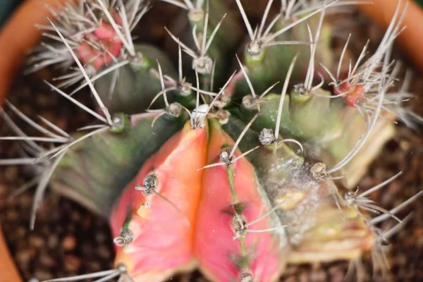 Belle Petite Cactus Dans Pot — Photo