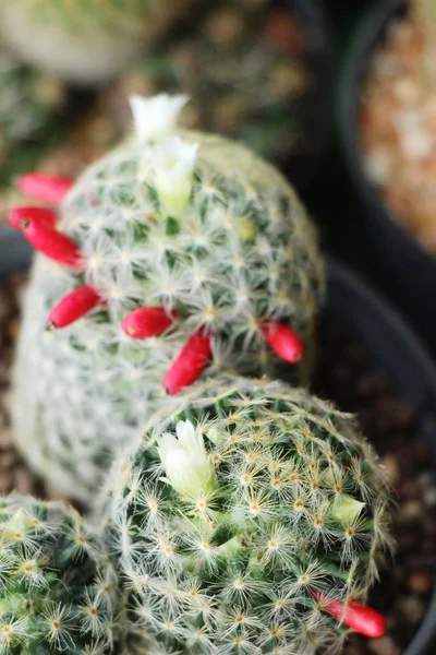 Krásný Malý Kaktus Hrnci — Stock fotografie