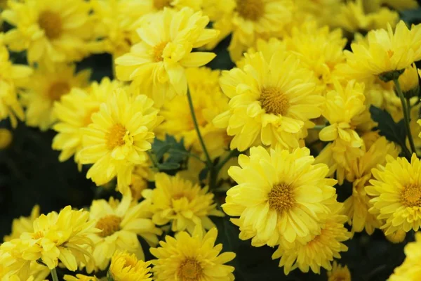 Chrysanthemum Morifolium Vackra Trädgården — Stockfoto