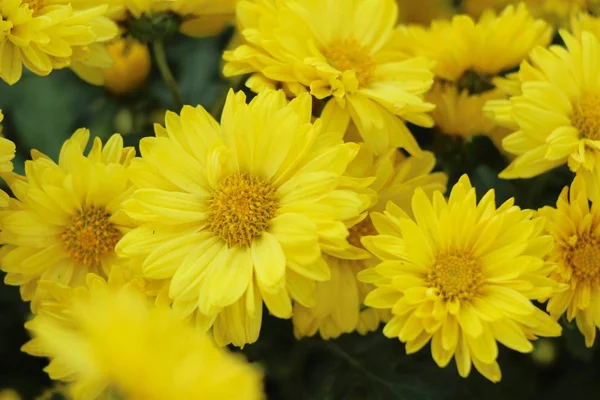 Chrysanthemum Morifolium Vackra Trädgården — Stockfoto