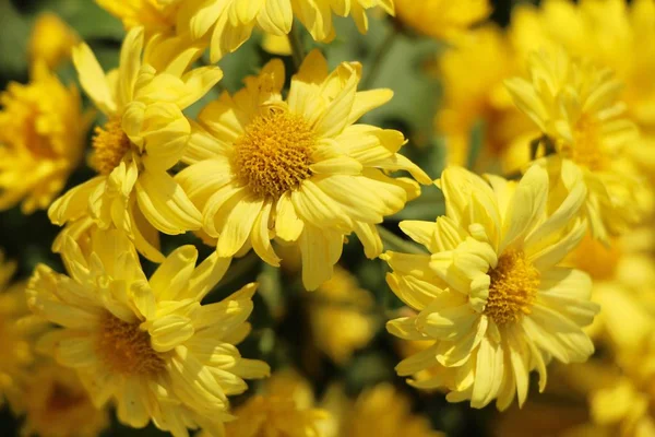 Chrysanthemum Morifolium Bonito Jardim — Fotografia de Stock