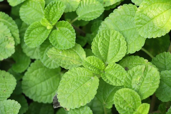 Pepper Daun Mint Taman Dengan Alam — Stok Foto