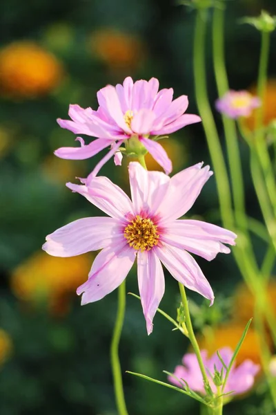 Bellissimi Fiori Colorati Cosmo Giardino — Foto Stock