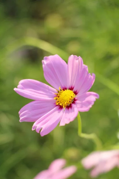 Piękny Kosmos Kolorowe Kwiaty Ogrodzie — Zdjęcie stockowe