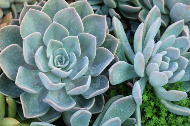 Doğa ile güzel taş gül çiçek