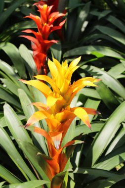Bromeliad Çiçek bahçesinde bulunan doğa
