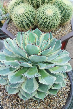 Doğa ile güzel taş gül çiçek