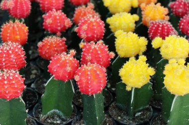 Güzel küçük tencerede kaktüs