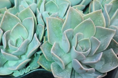 Doğa ile güzel taş gül çiçek