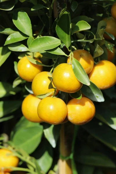 Fruta Naranja Madura Cuelga Árbol —  Fotos de Stock