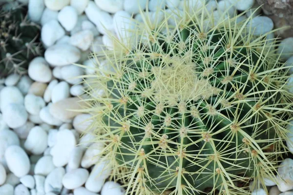 Mooie Kleine Cactus Pot — Stockfoto