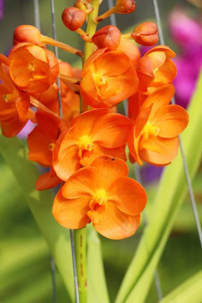 Flor Orquídea Bonita Jardim — Fotografia de Stock