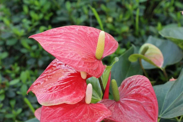 Flamingo Flor Bonito Natureza — Fotografia de Stock