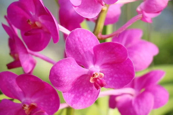 Zahradě Krásná Orchidej Květina — Stock fotografie