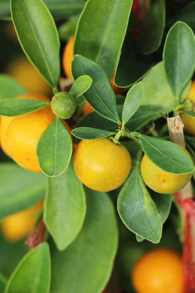 Frutta Matura Arancione Pende Sul Tre — Foto Stock
